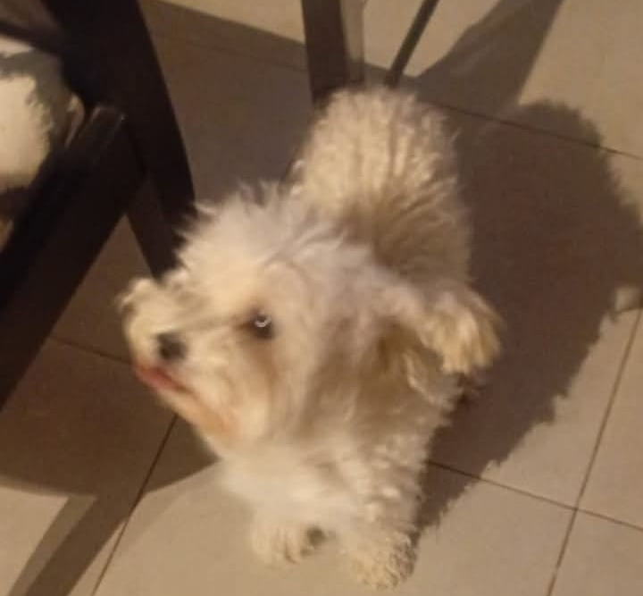 Desgarrador: un enorme perro mató a la mascota de compañía de un nene a días de las fiestas en Funes